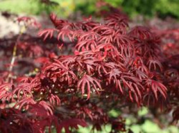 Fächer-Ahorn 'Trompenburg', 80-100 cm, Acer palmatum 'Trompenburg', Containerware von Acer palmatum 'Trompenburg'