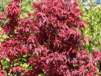 Fächerahorn 'Twombly's Red Sentinel', Stamm 60-70 cm, Acer palmatum 'Twombly's Red Sentinel', Stämmchen von Acer palmatum 'Twombly's Red Sentinel'
