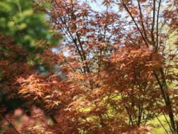 Fächer-Ahorn 'Wilson's Pink Dwarf', 40-60 cm, Acer palmatum 'Wilson's Pink Dwarf', Containerware von Acer palmatum 'Wilson's Pink Dwarf'