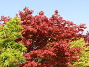 Fächer-Ahorn 'Yugure', 40-60 cm, Acer palmatum 'Yugure', Containerware von Acer palmatum 'Yugure'
