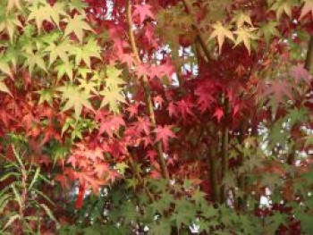 Fächerahorn, 60-80 cm, Acer palmatum, Containerware von Acer palmatum