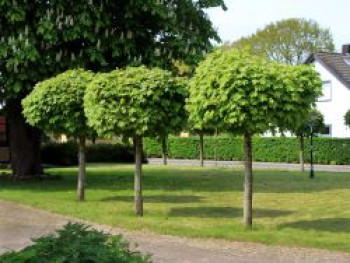 Kugelahorn / Kugelbaum 'Globosum', Stamm 80 cm, 110-135 cm, Acer platanoides 'Globosum', Stämmchen von Acer platanoides 'Globosum'