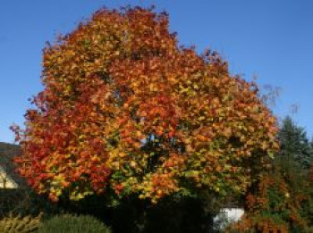 Spitzahorn, 80-100 cm, Acer platanoides, Containerware von Acer platanoides