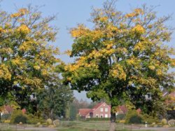 Bergahorn, 80-100 cm, Acer pseudoplatanus, Containerware von Acer pseudoplatanus