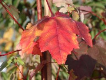 Rot-Ahorn 'October Glory', 30-60 cm, Acer rubrum 'October Glory', Topfware von Acer rubrum 'October Glory'
