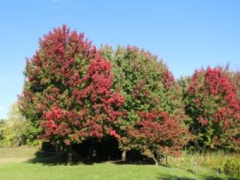 Rot-Ahorn, 60-100 cm, Acer rubrum, Containerware von Acer rubrum