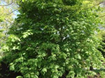 Rotnervige Schlangenhaut-Ahorn / Rostbart-Ahorn, 80-100 cm, Acer rufinerve, Containerware von Acer rufinerve