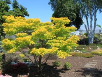 Japanischer Goldahorn 'Aureum', 80-100 cm, Acer shirasawanum 'Aureum', Containerware von Acer shirasawanum 'Aureum'