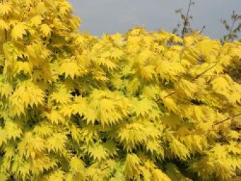 Japanischer Goldahorn 'Jordan', 40-60 cm, Acer shirasawanum 'Jordan', Containerware von Acer shirasawanum 'Jordan'