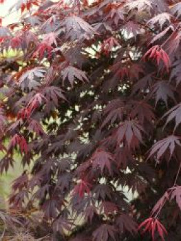 Fächer-Ahorn 'Yasemin', 60-80 cm, Acer shirasawanum 'Yasemin', Containerware von Acer shirasawanum 'Yasemin'