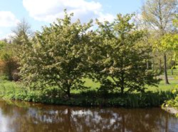 Zöschen-Ahorn 'Annae', Acer x zoeschense 'Annae', Topfware von Acer x zoeschense 'Annae'