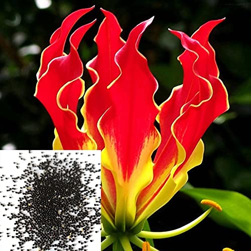 AchidistviQ 10 Stück Gloriosa/Flammenlilie Samen Mehrjährige Sommerblühende Garten Zimmerpflanzen Saat von AchidistviQ