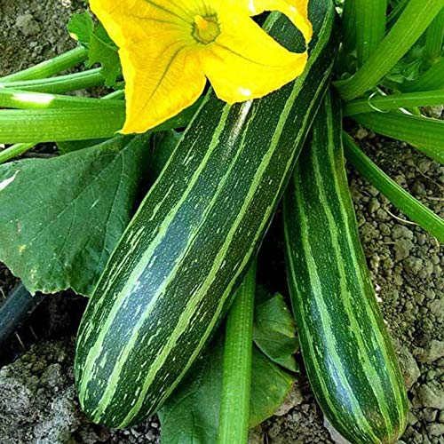 AchidistviQ 100 Stück Klettern Zucchini Samen Mini Squash Frisches Gemüse Samen Pflanzen Garten Outdoor Indoor Zucchini-Samen von AchidistviQ