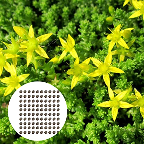 AchidistviQ 100 Stück Sedum Acre Fetthenne Samen Für Bodendecker, Garten, Bonsai-Dekor Im Freien Samen von AchidistviQ