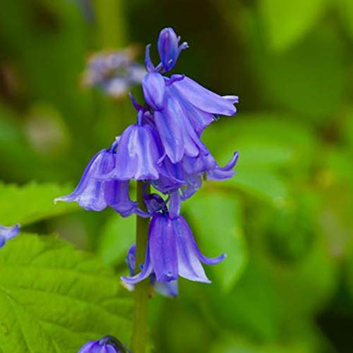 AchidistviQ 100Pcs Bluebell Zwiebeln Frühlingsblühende Hyacinthoides Non-scripta Seeds Garden Non-GMO Mehrjährige Pflanzen Samen Für Indoor Garden Yard Planting Hyacinthoides non-scripta Samen von AchidistviQ