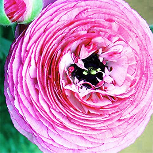 AchidistviQ 100Pcs Ranunculus Asiaticus Samen Sommerblühende Zwiebeln Hardy Garden Mehrjährige Hardy Knollen Helle Farben Blumen Topf Bonsai Blumensamen Rosa von AchidistviQ