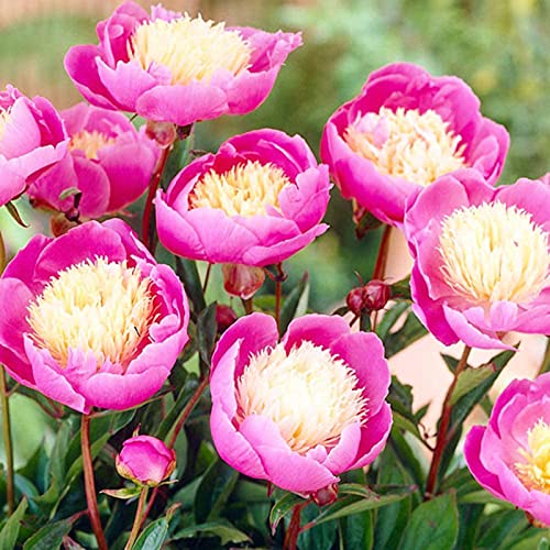 AchidistviQ 100Pcs Rosa Pfingstrose Frühlingsblühende Seltene Topf Bonsai Samen Duftende Blumen Gartenpflanzen Rosa Pfingstrosensamen von AchidistviQ