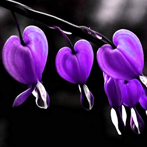 AchidistviQ 10Pcs Seltene Fuchsia Hybrida Pflanzen Samen Blutendes Herz Samen Schatten Blume Hausgarten Dekoration Topfpflanzen Fuchsia Hybrida Samen von AchidistviQ