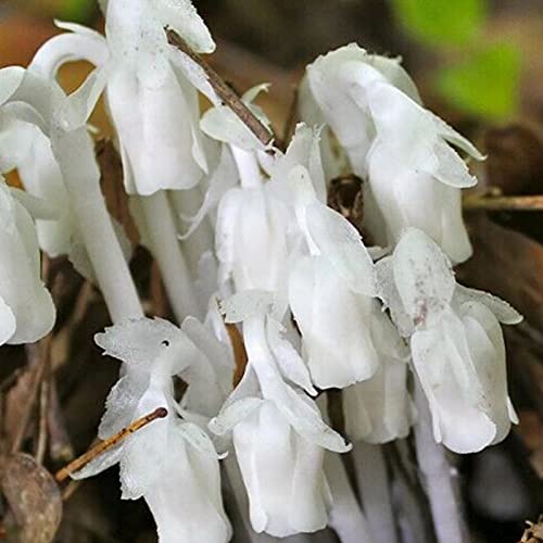 AchidistviQ 20Pcs Seltene Monotropa Uniflora Samen Einfach Zu Züchten Weiße Blumensamen Bonsai Garten Outdoor Indoor Pflanzen Samen von AchidistviQ