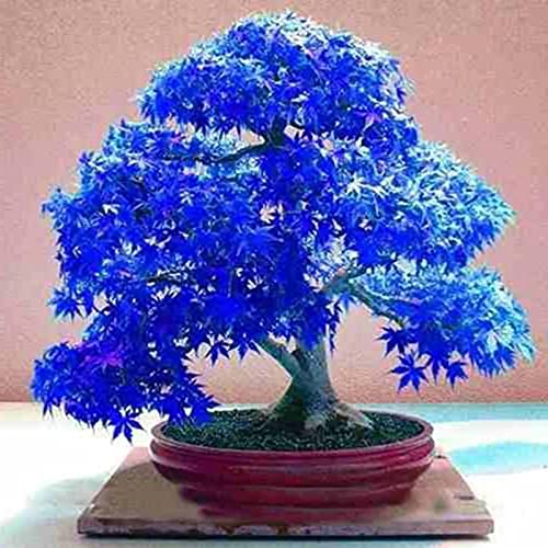 AchidistviQ 30 Stück Bonsai-Baum-Samen, Japanischer Ahorn-Baum-Samen Für DIY Hausgarten-Dekor Bonsai-Ahorn-Baum-Samen Pflanzen Zum Pflanzen Dunkelblau Ahornbaumsamen von AchidistviQ