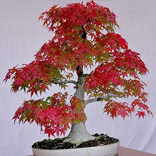 AchidistviQ 30 Stück Bonsai-Baum-Samen, Japanischer Ahorn-Baum-Samen Für DIY Hausgarten-Dekor Bonsai-Ahorn-Baum-Samen Pflanzen Zum Pflanzen rot Ahornbaumsamen von AchidistviQ