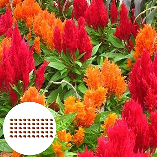 AchidistviQ 50 Stück Gemischte Farbe Celosia Argentea Plumosa Samen - Hahnenkamm Blumensamen Garten Einfach Wachsende Blumensamen Für Hausgartenbepflanzung Samen von AchidistviQ