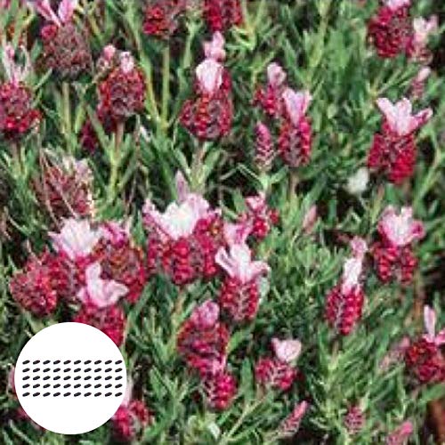 AchidistviQ 50 Stücke Roter Lavendel Samen Einfach Zu Wachsen Gartenpflanzen Blumensamen Für Garten Yard Pflanzen DIY Hausgarten Dekoration Lavendelsamen von AchidistviQ