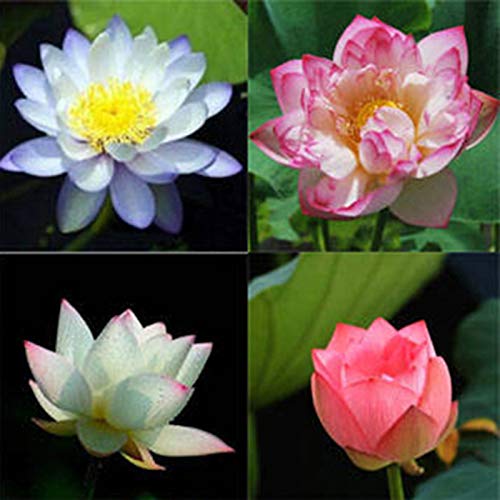 AchidistviQ Bonsai Bowl Lotus Samen, 50 Stück Seerose Blumen Pflanzensamen Einfach Zu Züchten Zier Blumensamen Home Office Hotel Dekoration Hotel Schüssel Lotussamen von AchidistviQ