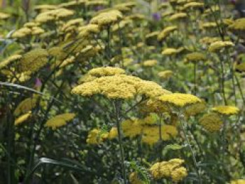 Goldquirl-Garbe 'Moonshine', Achillea clypeolata 'Moonshine', Containerware von Achillea clypeolata 'Moonshine'