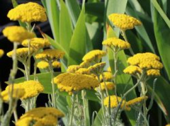 Goldquirl-Garbe 'Schwellenburg', Achillea clypeolata 'Schwellenburg', Topfware von Achillea clypeolata 'Schwellenburg'