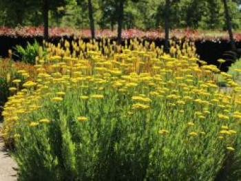 Hohe Gold-Garbe 'Cloth of Gold', Achillea filipendulina 'Cloth of Gold', Containerware von Achillea filipendulina 'Cloth of Gold'