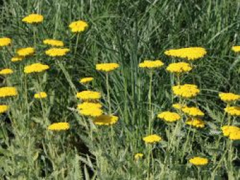 Hohe Gold-Garbe 'Coronation Gold', Achillea filipendulina 'Coronation Gold', Containerware von Achillea filipendulina 'Coronation Gold'