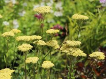 Hohe Gold-Garbe 'Credo', Achillea filipendulina 'Credo', Topfware von Achillea filipendulina 'Credo'
