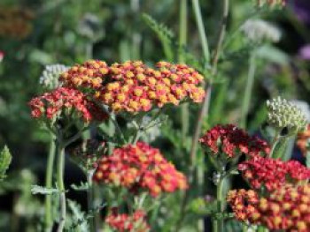 Hohe Goldgarbe 'Feuerland', Achillea filipendulina 'Feuerland', Topfware von Achillea filipendulina 'Feuerland'