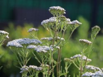 Hohe Beetgarbe 'Heinrich Vogeler', Achillea filipendulina 'Heinrich Vogeler', Topfware von Achillea filipendulina 'Heinrich Vogeler'