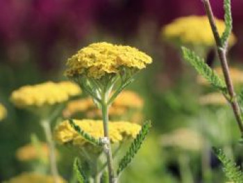 Hohe Goldgarbe 'Helios', Achillea filipendulina 'Helios', Topfware von Achillea filipendulina 'Helios'