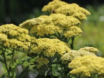 Hohe Gold-Garbe 'Hella Glashoff', Achillea filipendulina 'Hella Glashoff', Topfware von Achillea filipendulina 'Hella Glashoff'