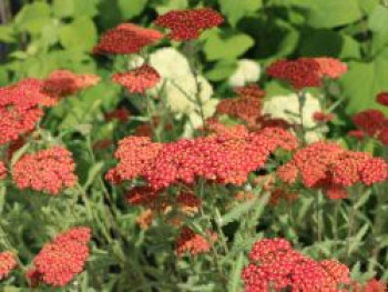 Hohe Gold-Garbe 'Walter Funcke', Achillea filipendulina 'Walter Funcke', Topfware von Achillea filipendulina 'Walter Funcke'