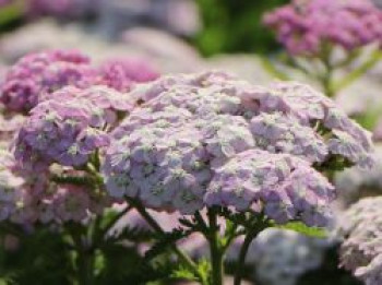 Schafgarbe 'Apfelblüte', Achillea millefolium 'Apfelblüte', Topfware von Achillea millefolium 'Apfelblüte'