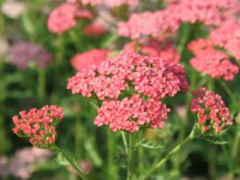 Schafgarbe 'Apricot Delight', Achillea millefolium 'Apricot Delight', Topfware von Achillea millefolium 'Apricot Delight'
