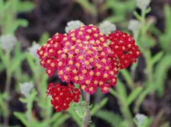 Vielblättrige Garbe 'Cassis', Achillea millefolium 'Cassis', Topfware von Achillea millefolium 'Cassis'