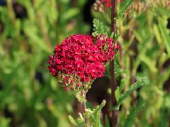 Schafgarbe 'Desert Eve Red', Achillea millefolium 'Desert Eve Red', Topfware von Achillea millefolium 'Desert Eve Red'