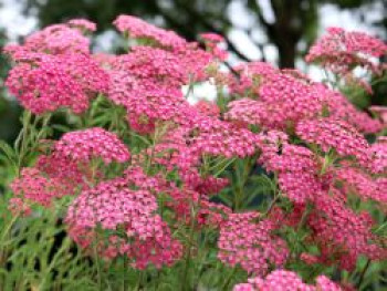 Schafgarbe 'Lilac Beauty', Achillea millefolium 'Lilac Beauty', Containerware von Achillea millefolium 'Lilac Beauty'