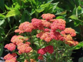 Schafgarbe 'Milly Rock', Achillea millefolium 'Milly Rock Red', Topfware von Achillea millefolium 'Milly Rock Red'