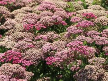 Schafgarbe 'Milly Rock Rose', Achillea millefolium 'Milly Rock Rose', Containerware von Achillea millefolium 'Milly Rock Rose'