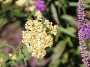 Schafgarbe 'Ovation' ®, Achillea millefolium 'Ovation' ®, Topfware von Achillea millefolium 'Ovation' ®