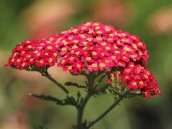 Schafgarbe 'Paprika', Achillea millefolium 'Paprika', Containerware von Achillea millefolium 'Paprika'