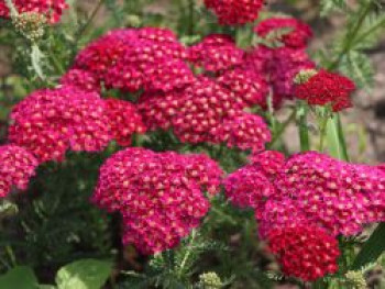 Schafgarbe 'Tutti Frutti Pomegranate', Achillea millefolium 'Tutti Frutti Pomegranate', Topfware von Achillea millefolium 'Tutti Frutti Pomegranate'
