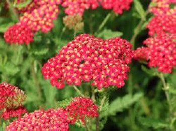 Gemeine Schafgarbe 'Red Velvet', Achillea millefolium 'Red Velvet', Topfware von Achillea millefolium 'Red Velvet'