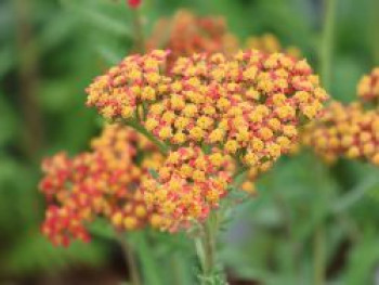 Schafgarbe 'Safran', Achillea millefolium 'Safran', Containerware von Achillea millefolium 'Safran'